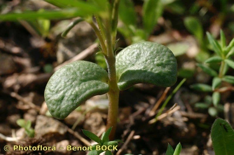 Schmalblättrige Lupine 22