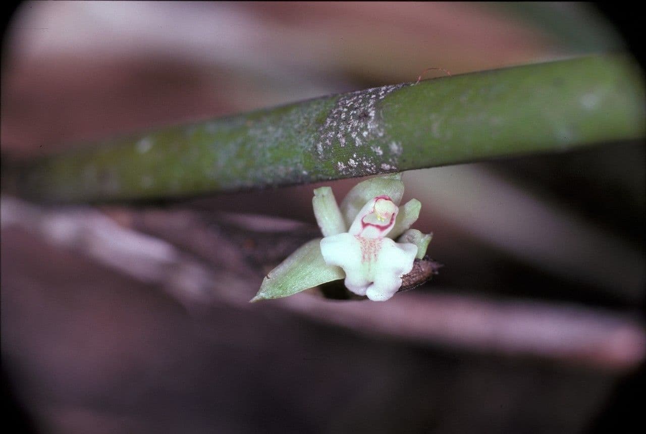 Scaphyglottis 4