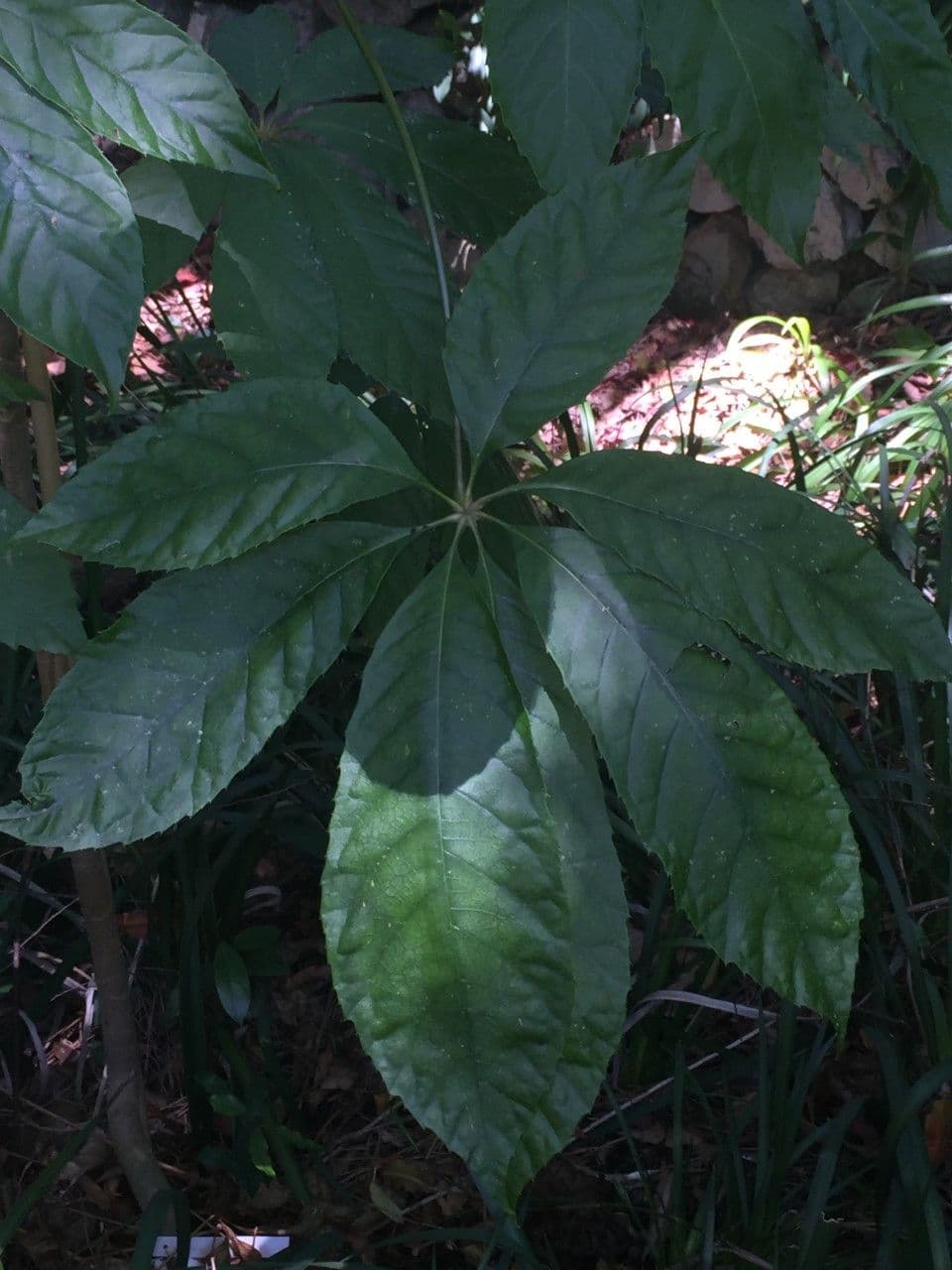 Oreopanax 10