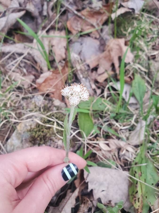 Antennaria de hoja de llantén 10