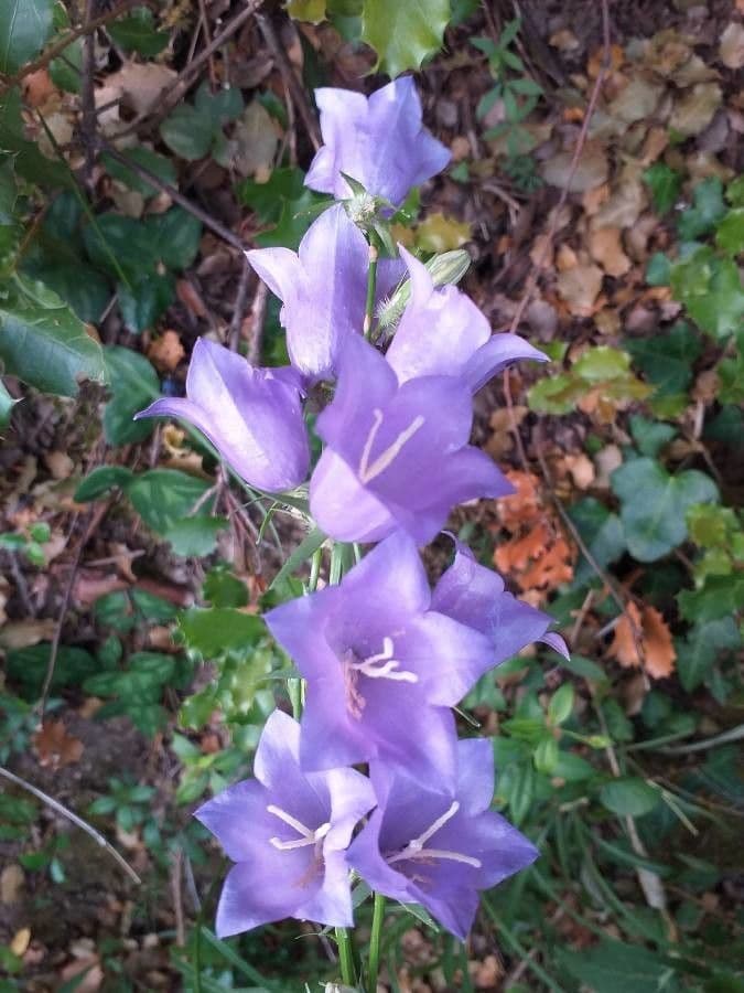 Campanilla 10