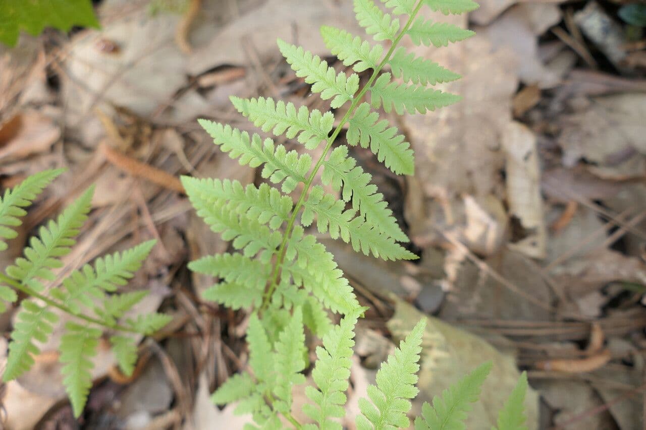 Athyrium asplenioides 3