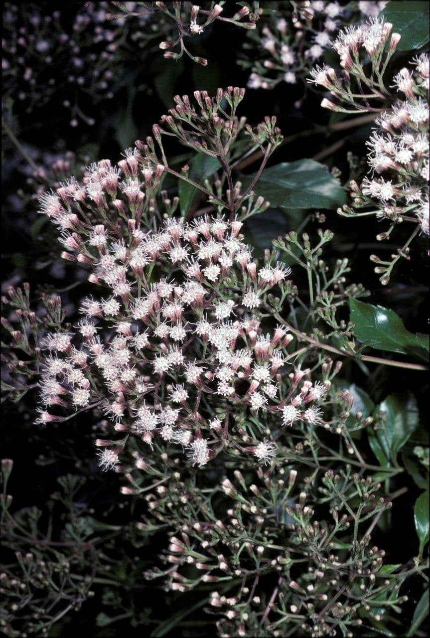 Ageratina 2