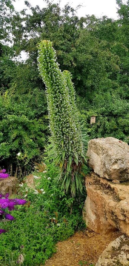 Echium di Wildpret 16