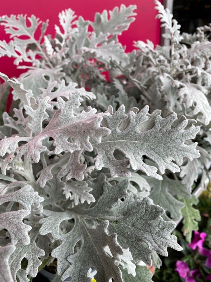 Cineraria 11