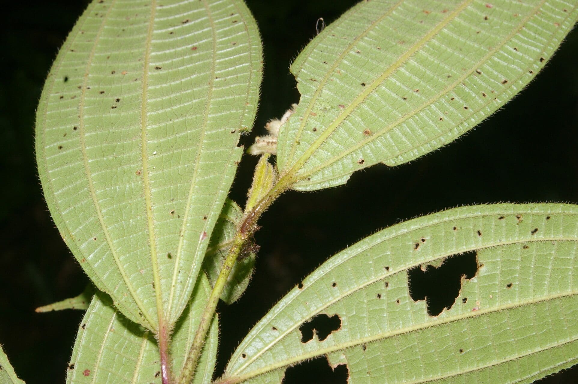 Conostegia 9