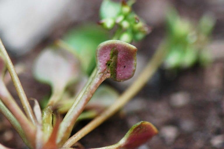 Claytonia
