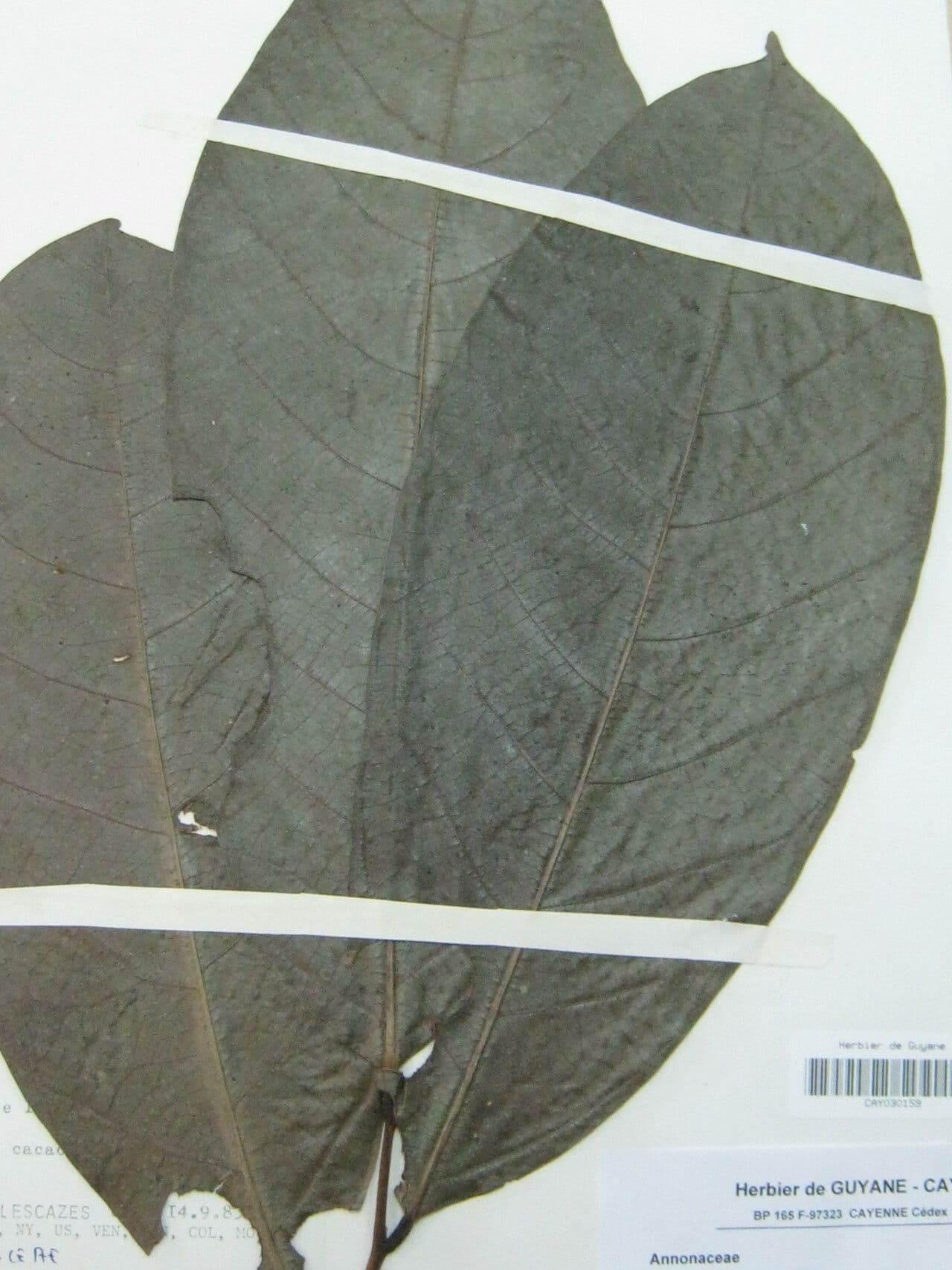 Cremastosperma 4