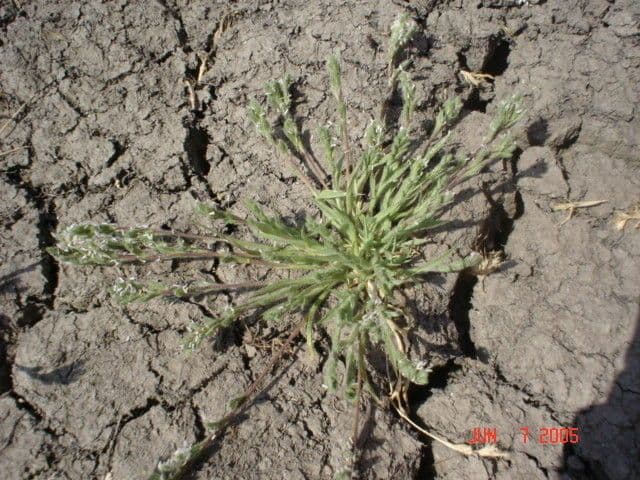 Orcuttia californica