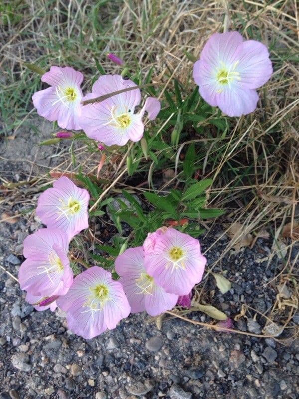 Enotera rosa 7