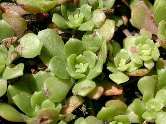Borracina spatolata 16