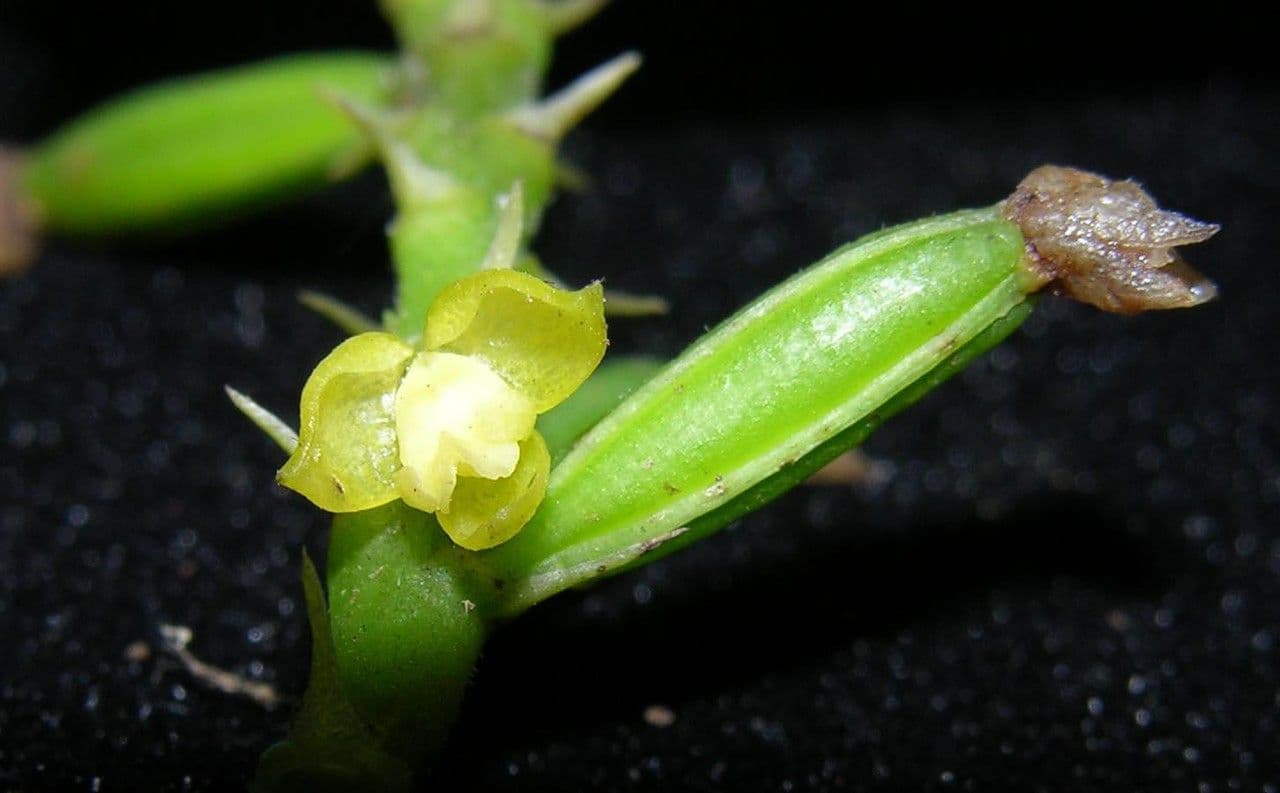 Polystachya