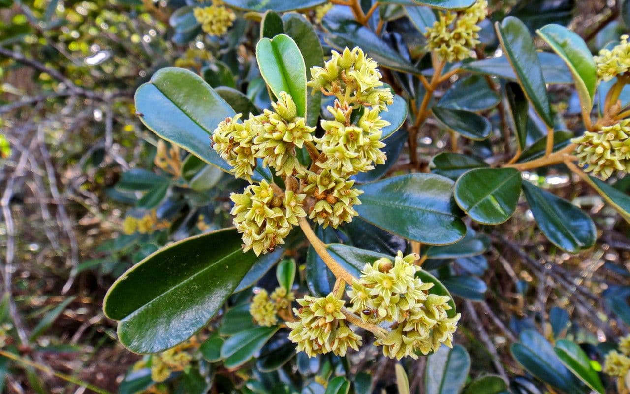 Solmsia calophylla 19