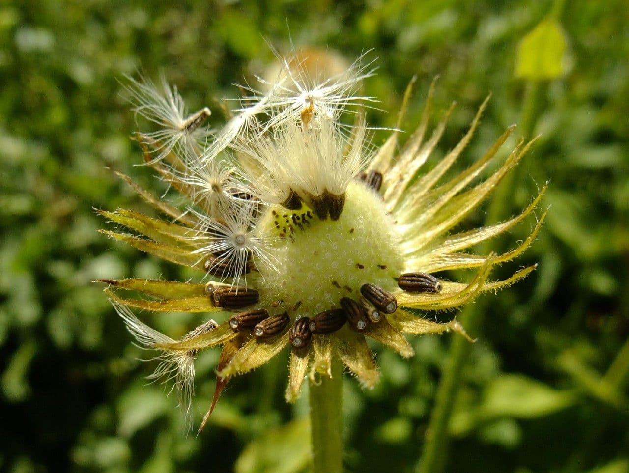 Dorónico