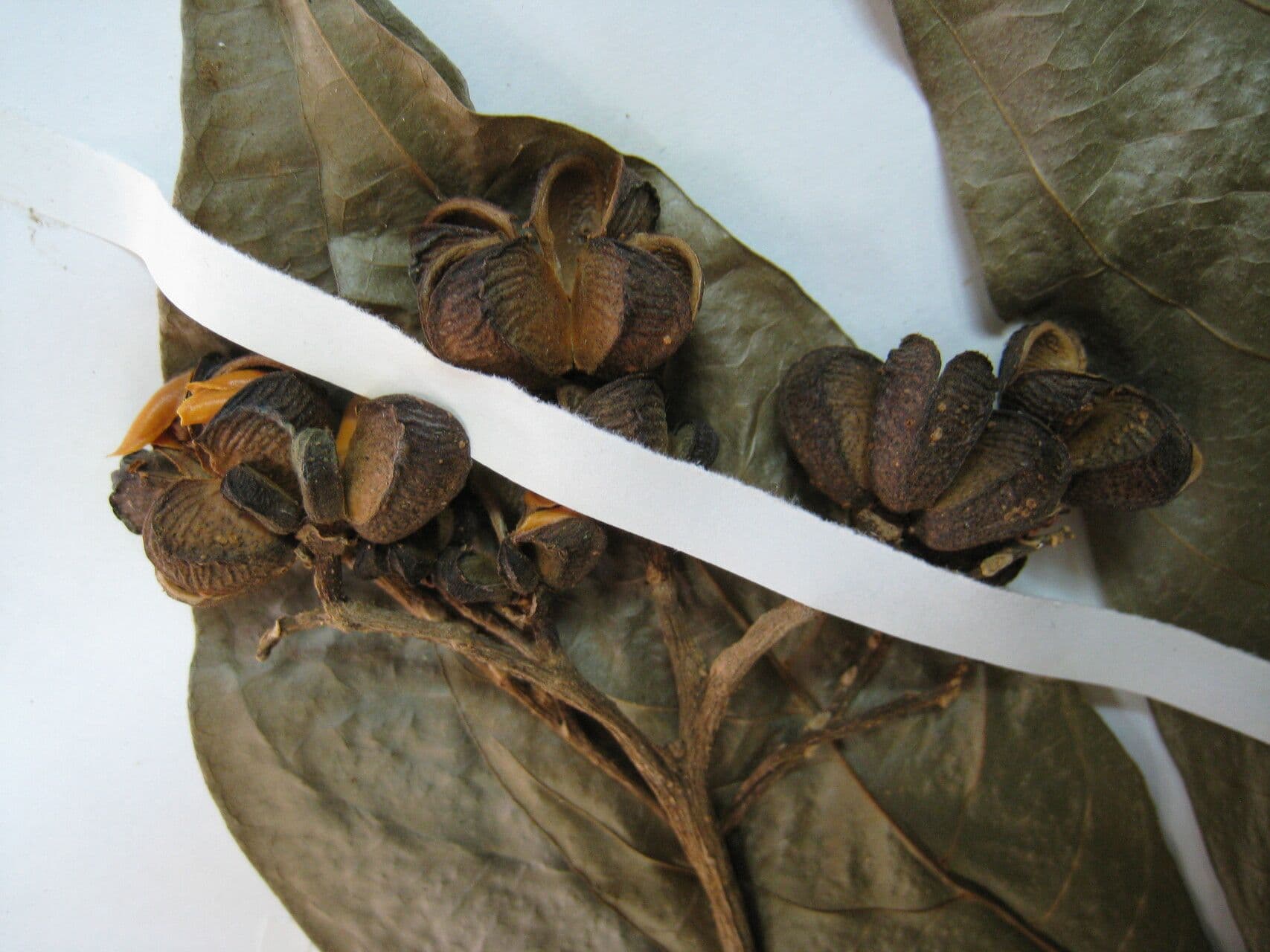 Ticorea fetida 2