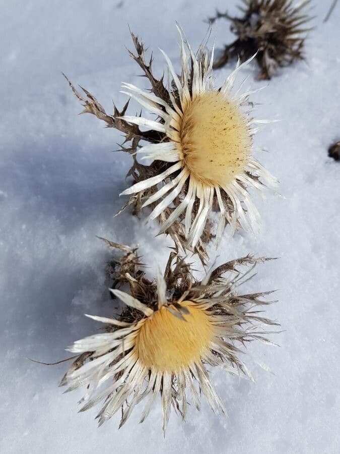 Silberdistel 4