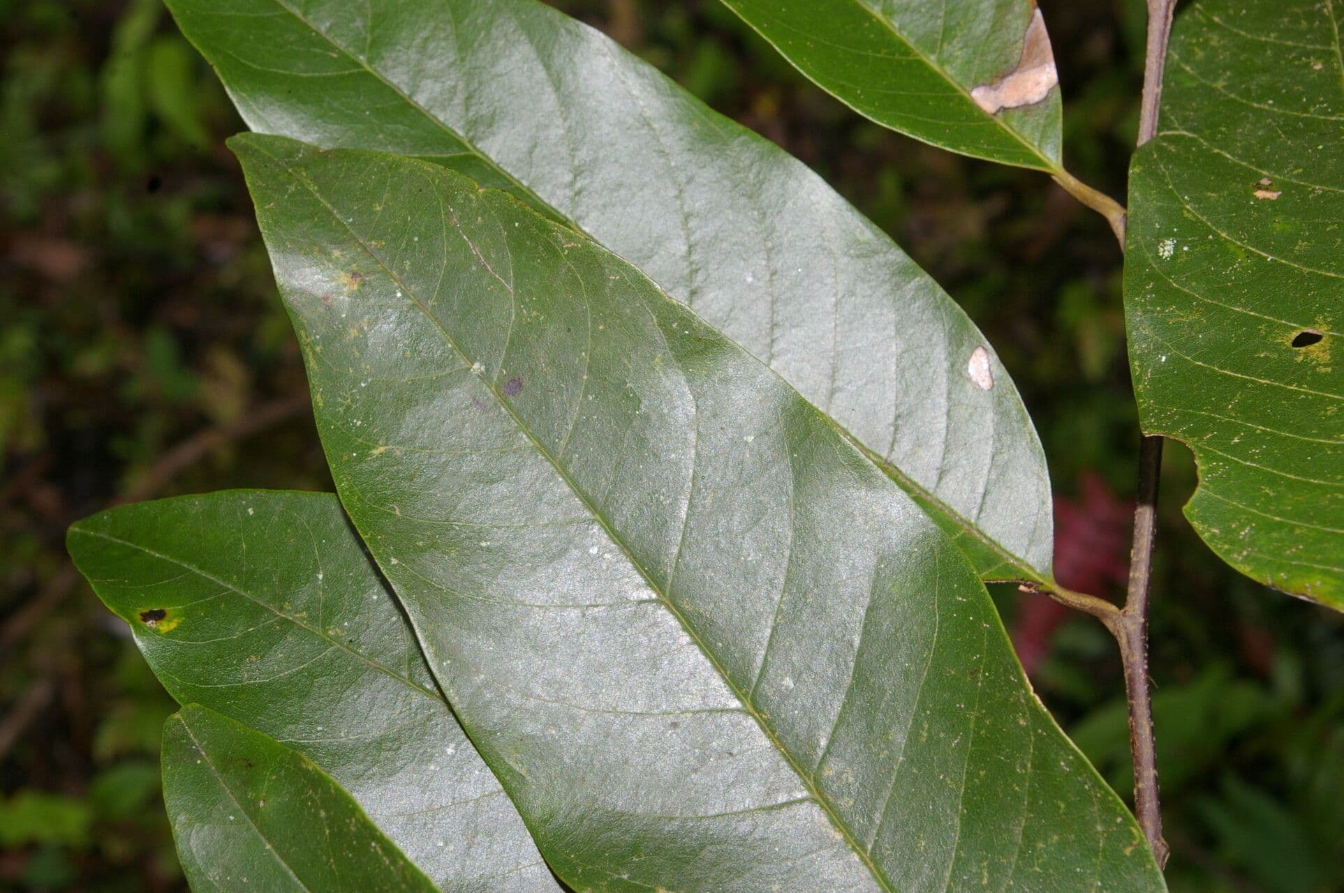 Annona papilionella 10