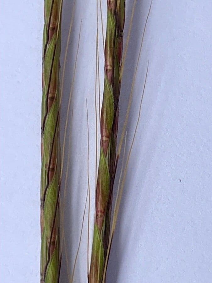 Andropogon 2