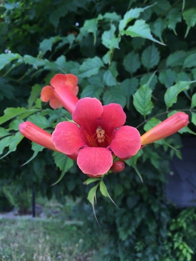 Trompeta de Virginia 6