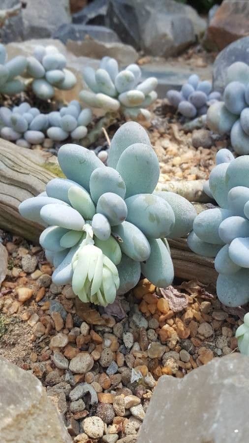 Pachyphytum 10