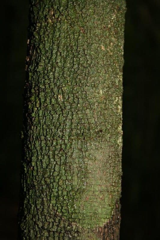 Cupania 10