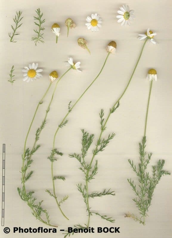 Camomilla romana 39
