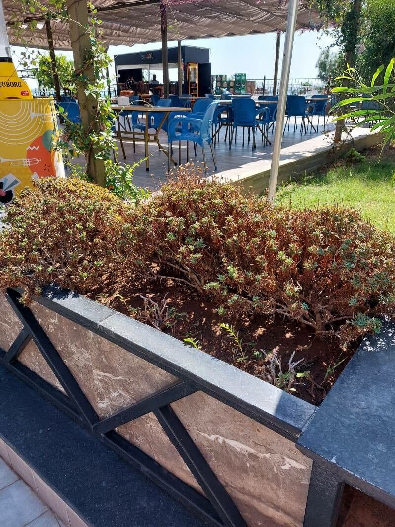 Sassifraga cuneata 5
