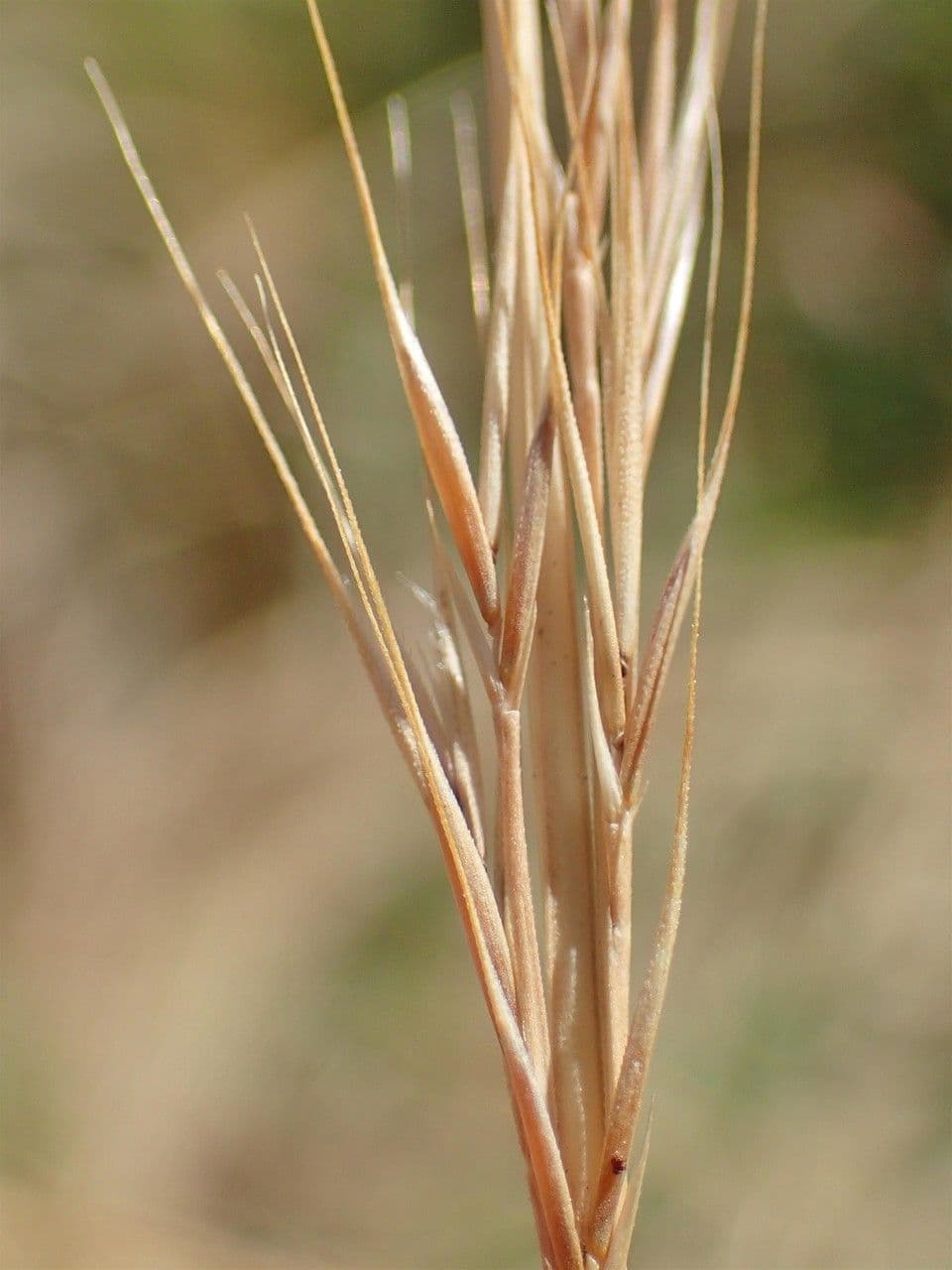 Vulpia 2