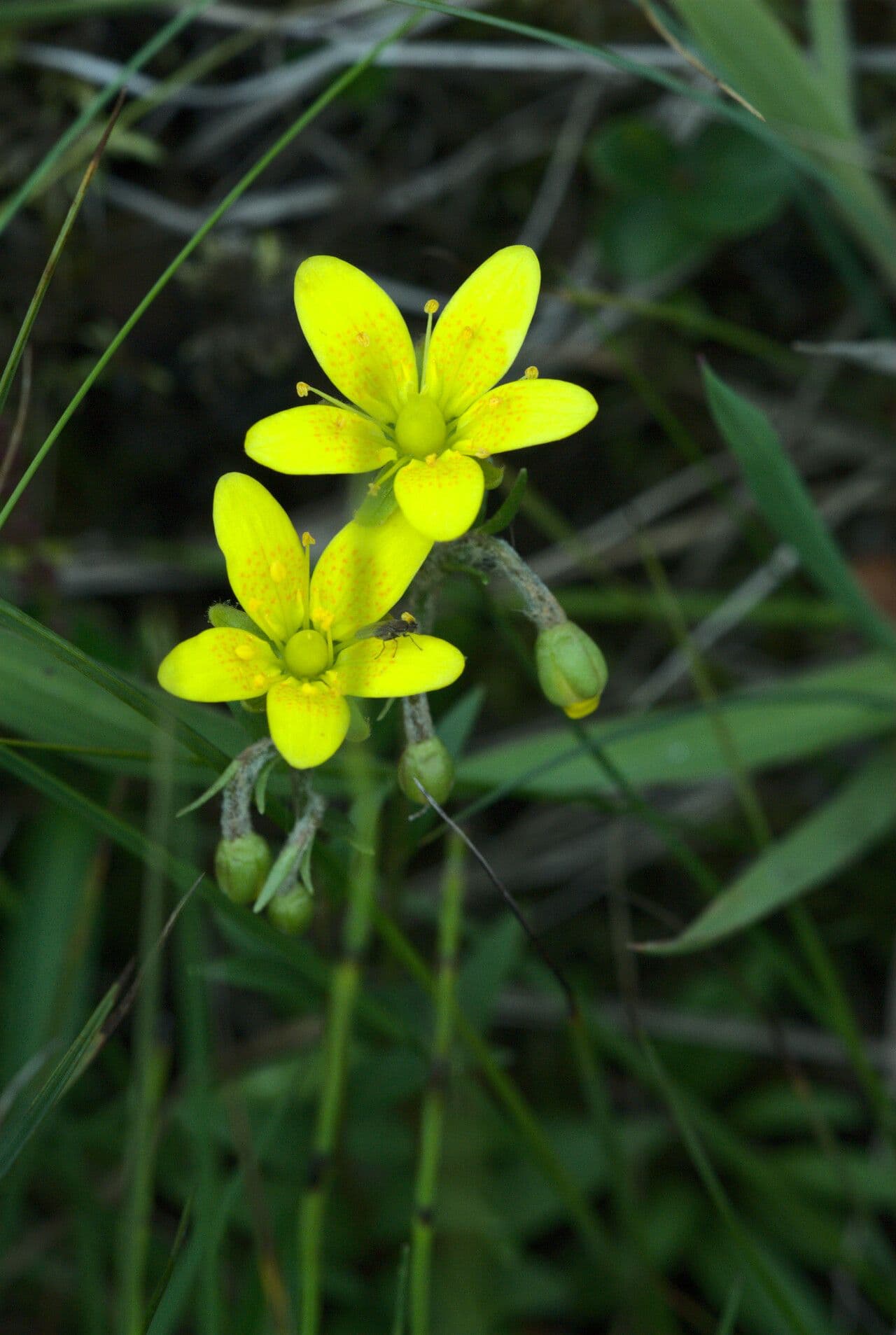 Sassifraga hirculus 10