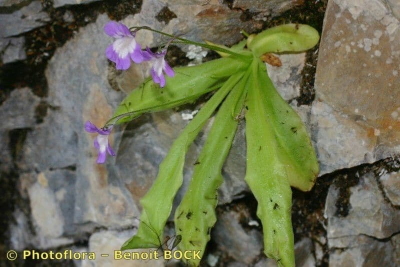 Pinguicula 12