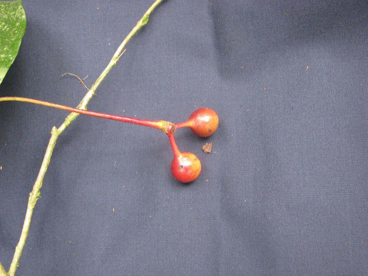 Desmopsis 4