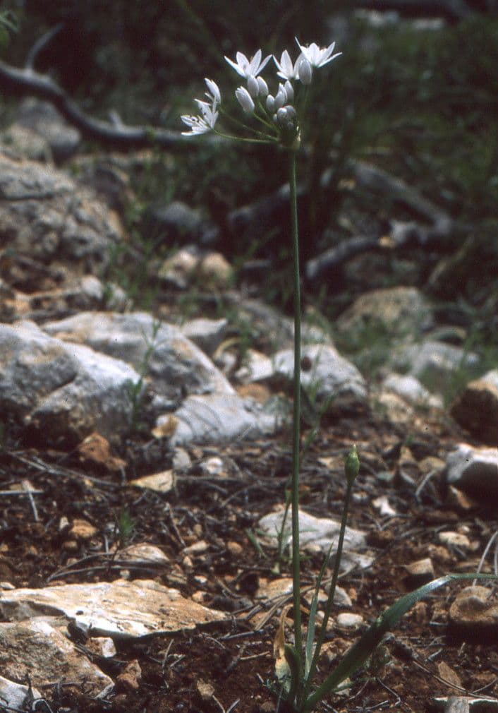 Aglio peloso 12