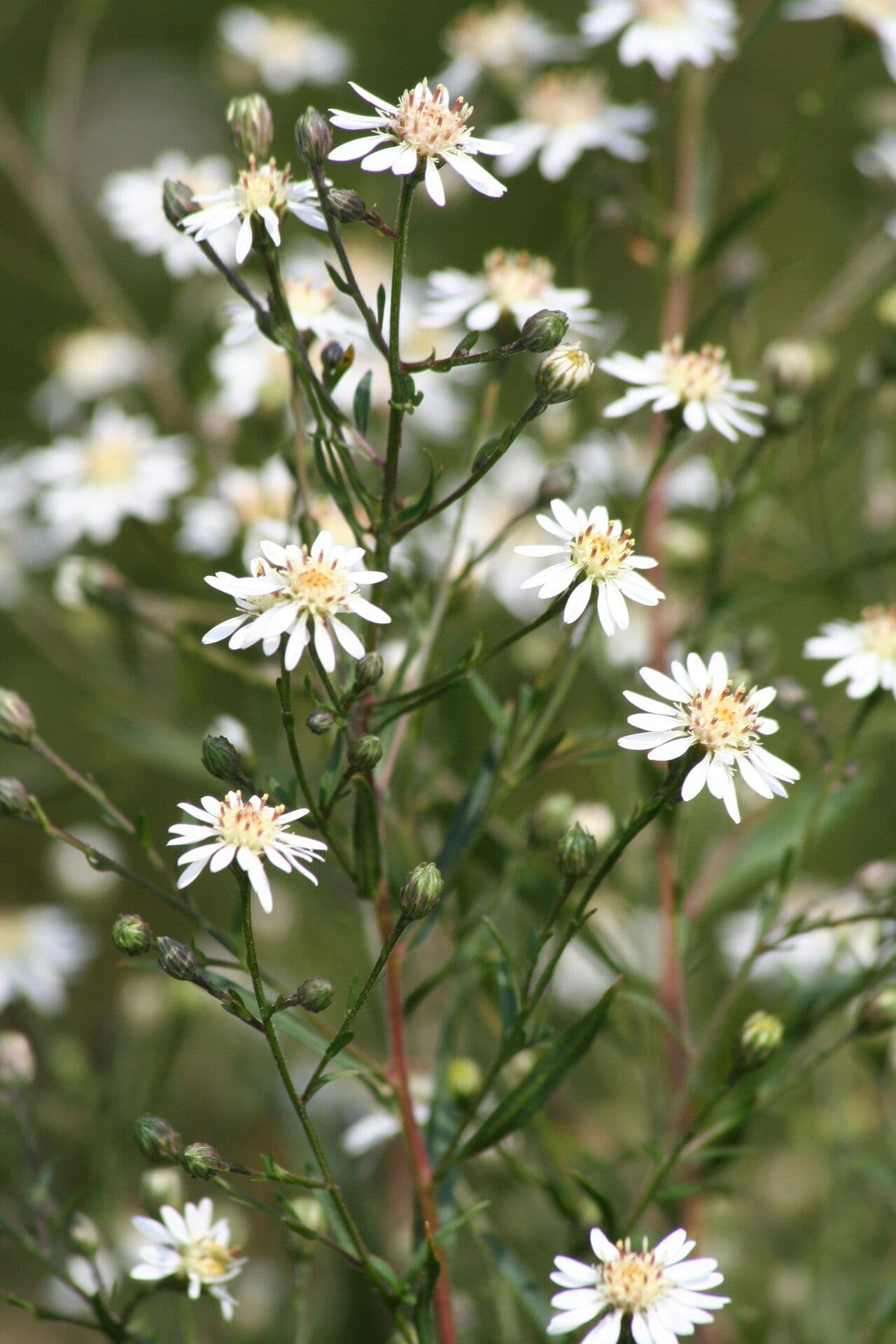 Taglilien-Aster