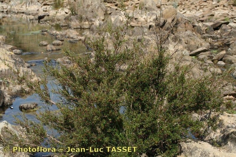 Flueggea tinctoria 12