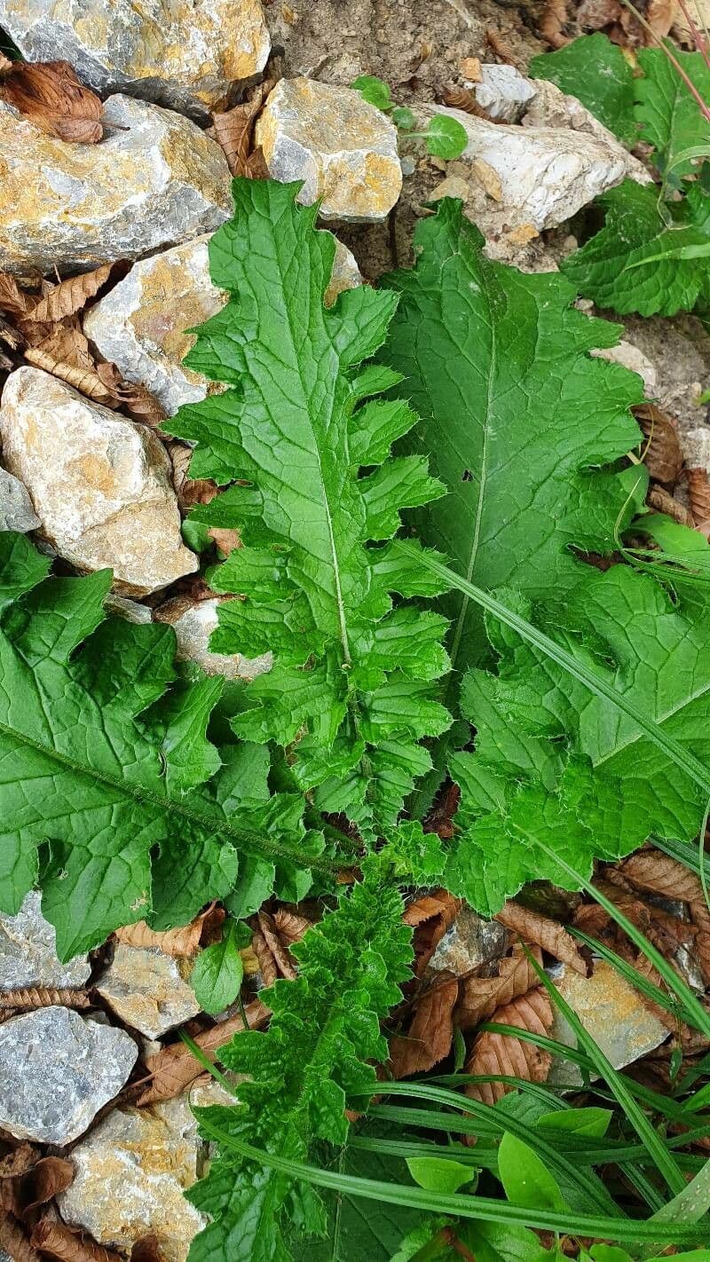 Weg-Distel 20