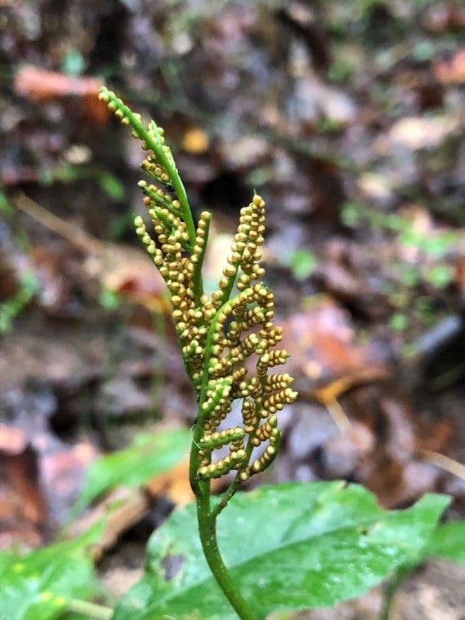 Botrychium inciso