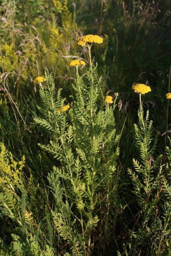 Achillea 2
