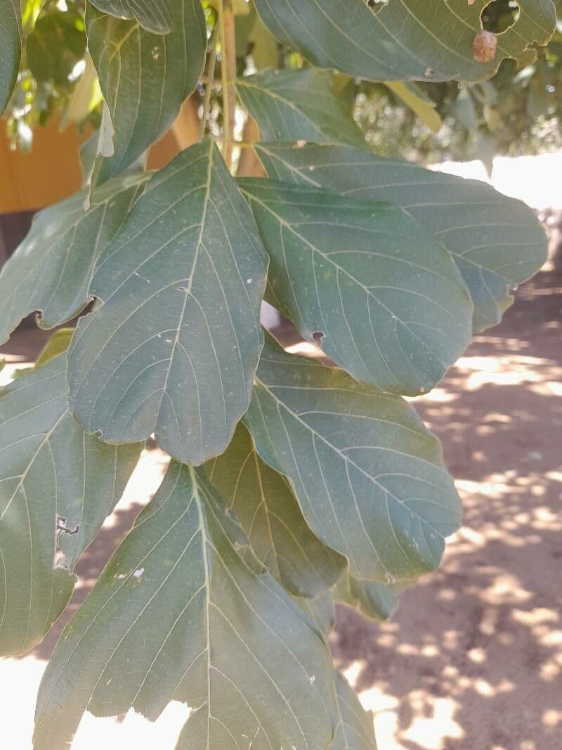 Millettia 2