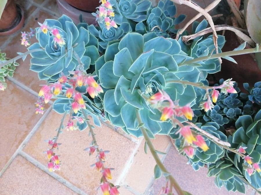Echeveria elegante 26