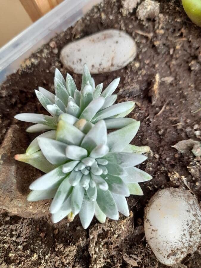 Dudleya gnoma