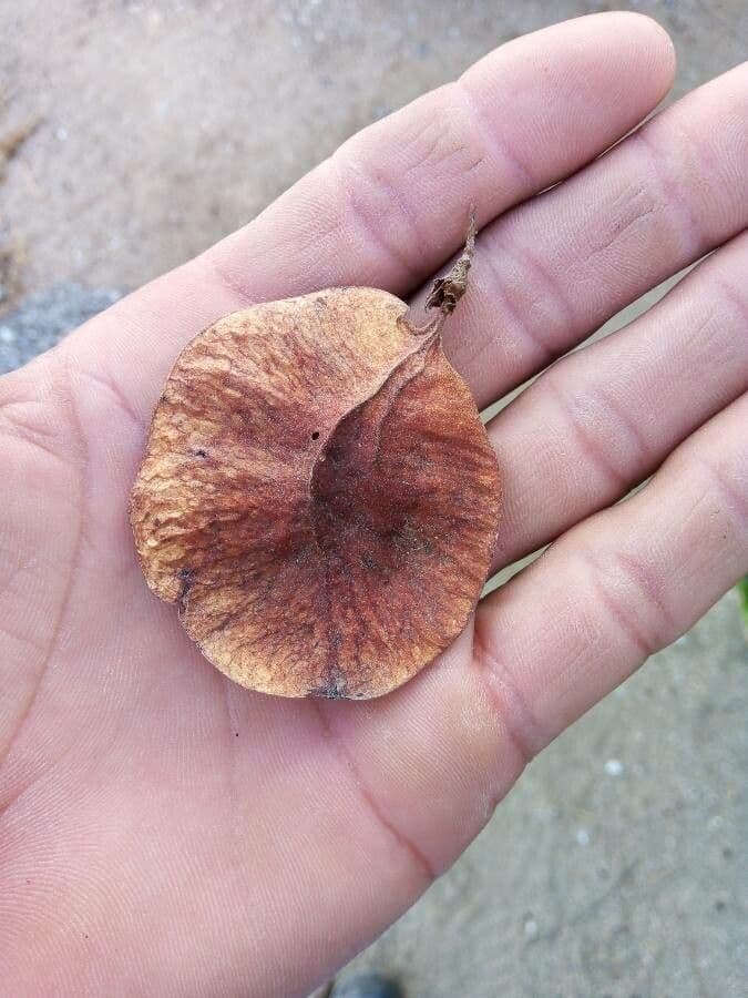 Pterocarpus 12