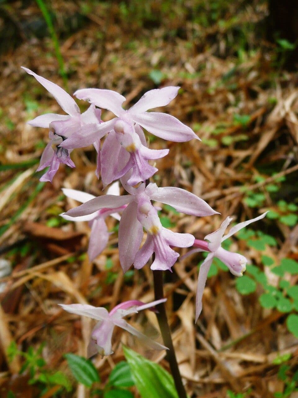 Wegerichblättrige Calanthe