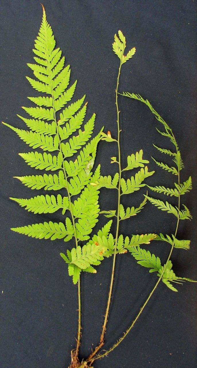 Dryopteris patula 6
