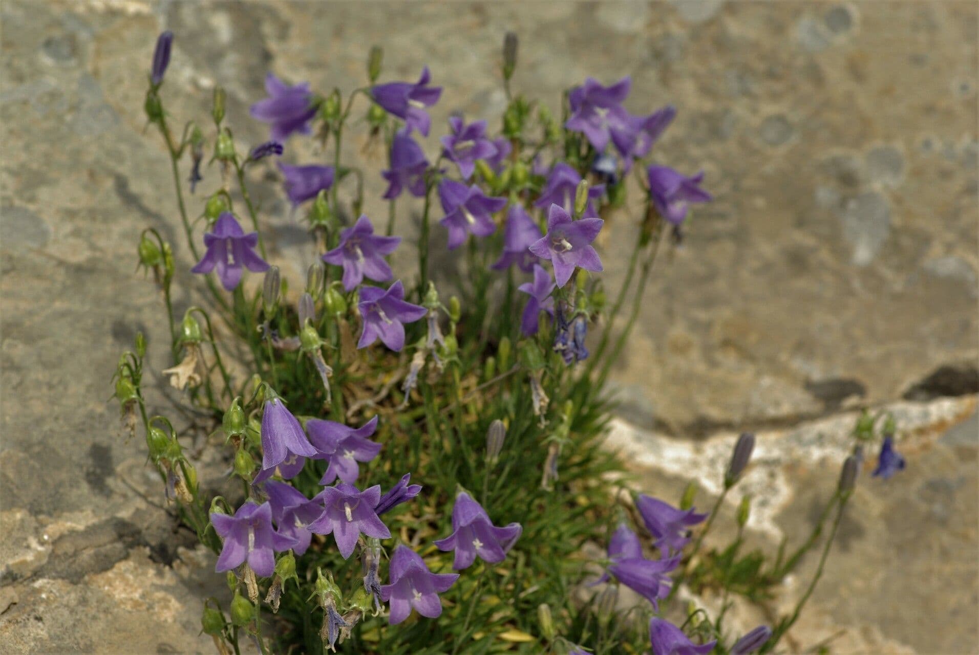 Campanula 6