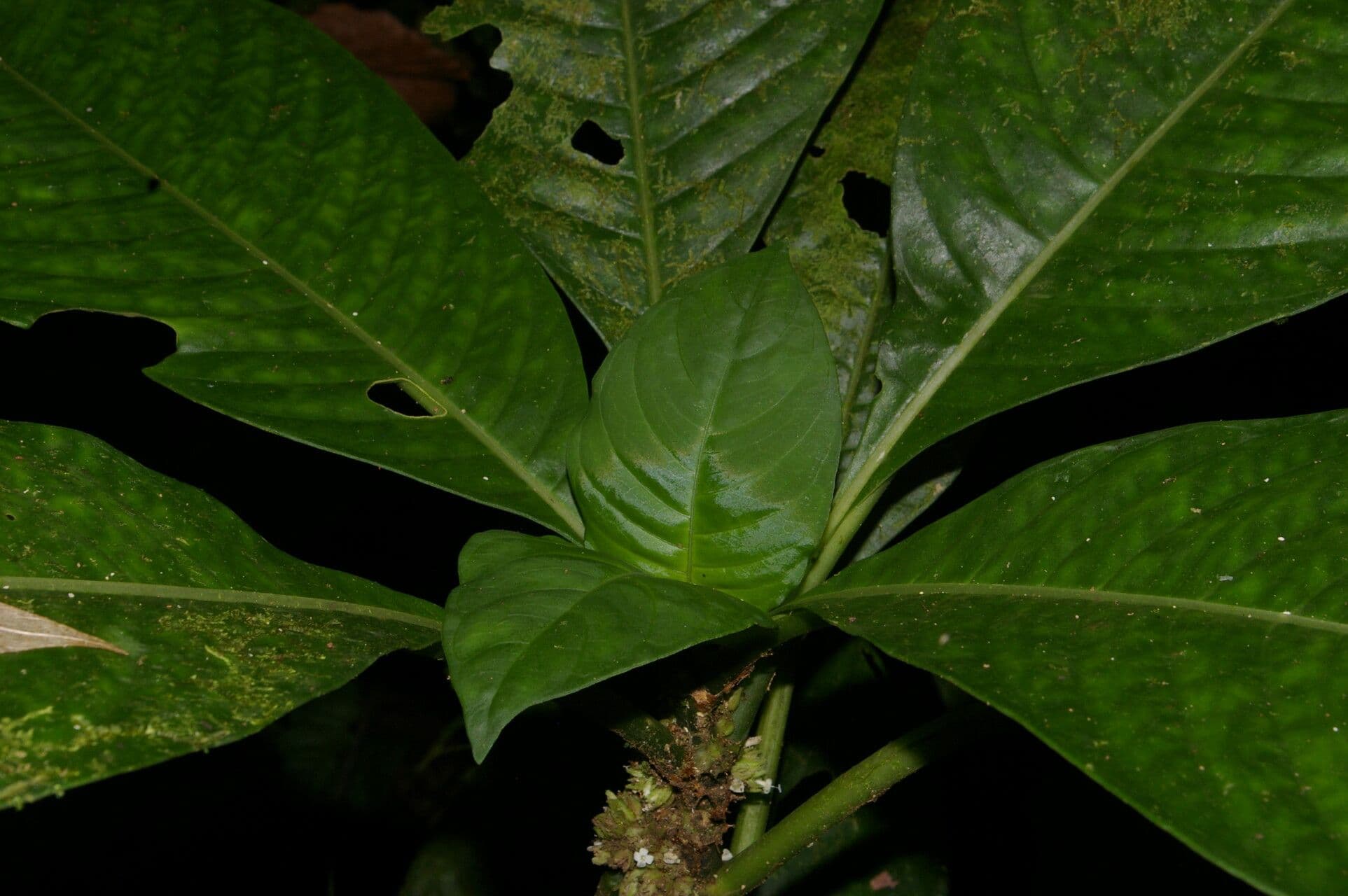 Notopleura 8