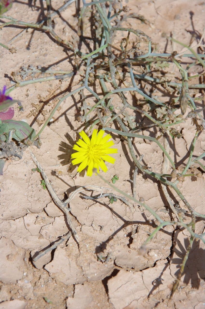 Launea mucronata 3