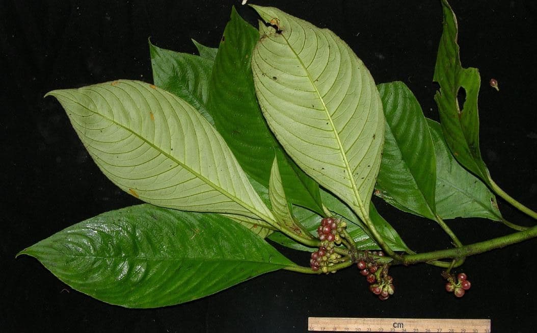 Besleria 15