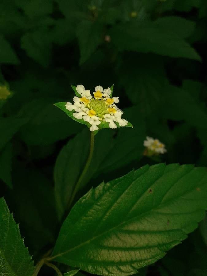 Lantana 4