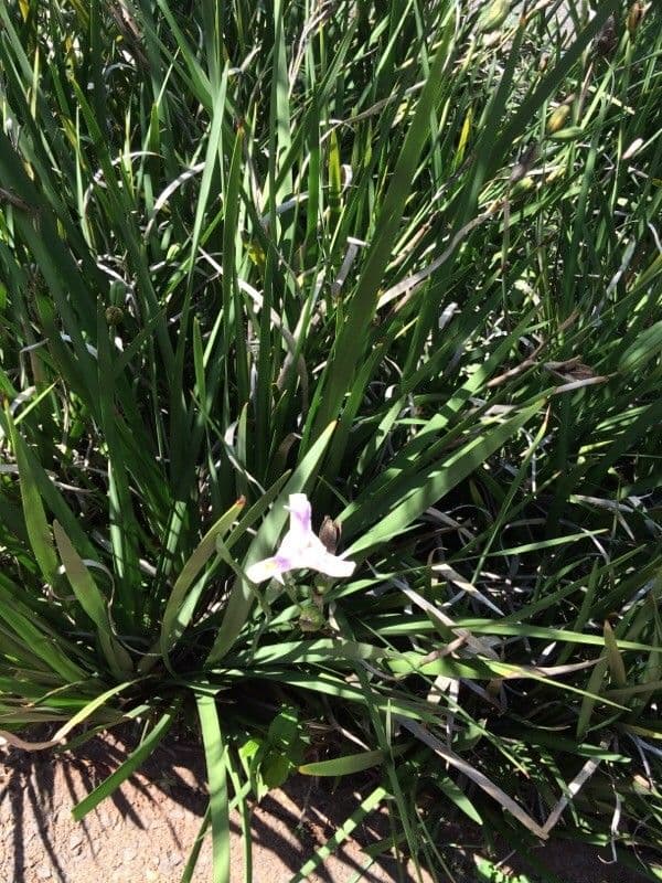 Iris selvatico a fiore grande 9