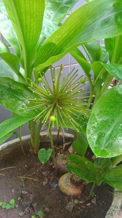 Scadoxus